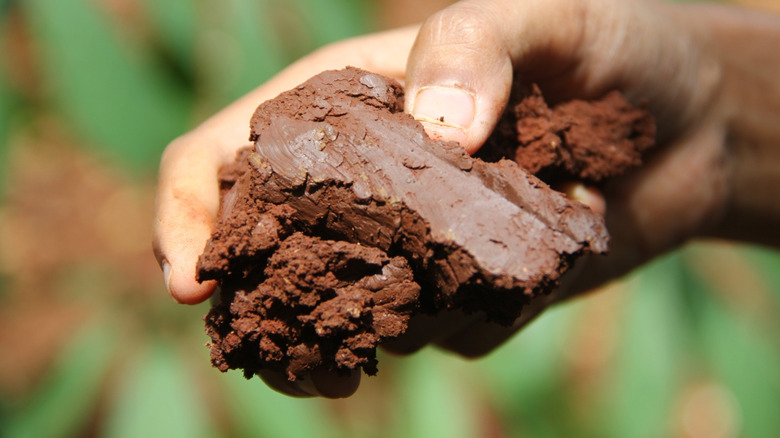 Person holding clay soil in their hand