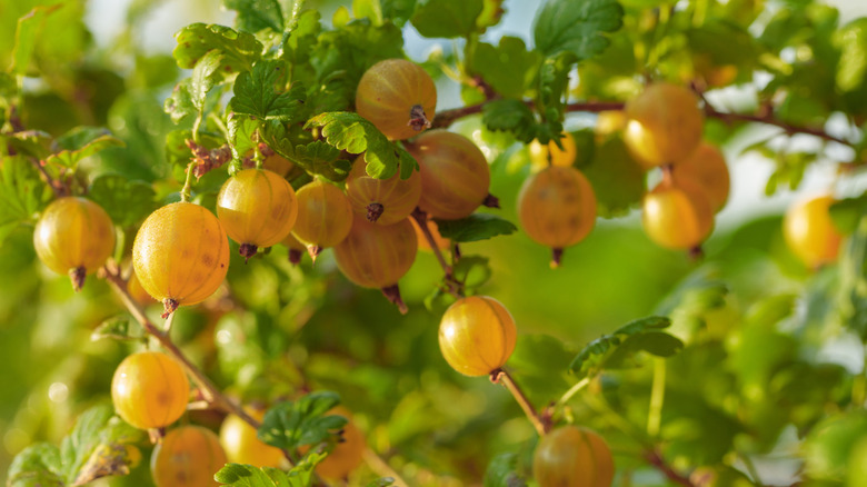 Ripe, golden berries grow on a gooseberry bush