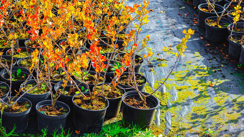Gooseberry plants growin in the fall