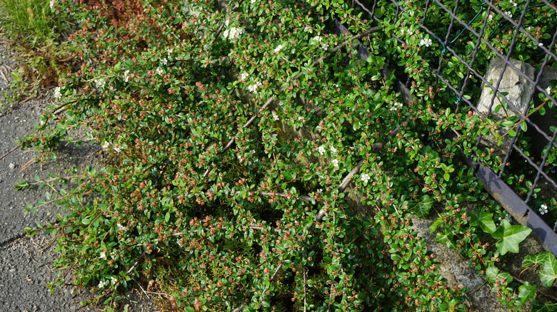 Cotoneaster dammeri growing beside fenceline