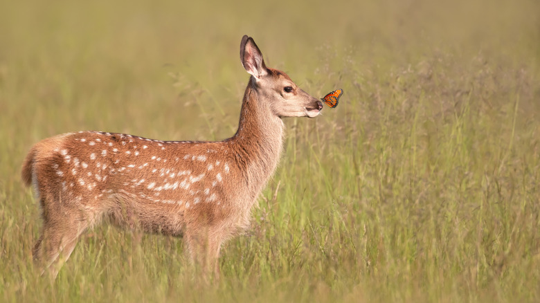 Whitetail deer in grassy meadow with butterfly on its nose