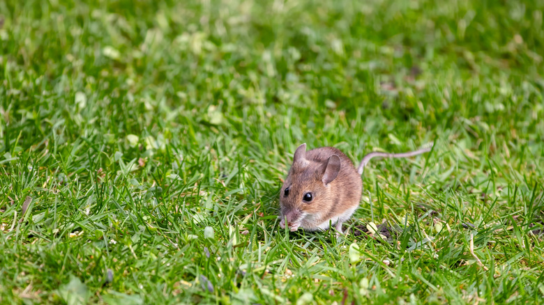A small mouse crawls across a grassy lawn.