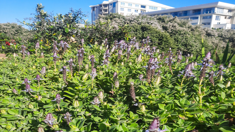 The purple flowers of Coleus caninus grow just on the outskirts of an apartment complex.