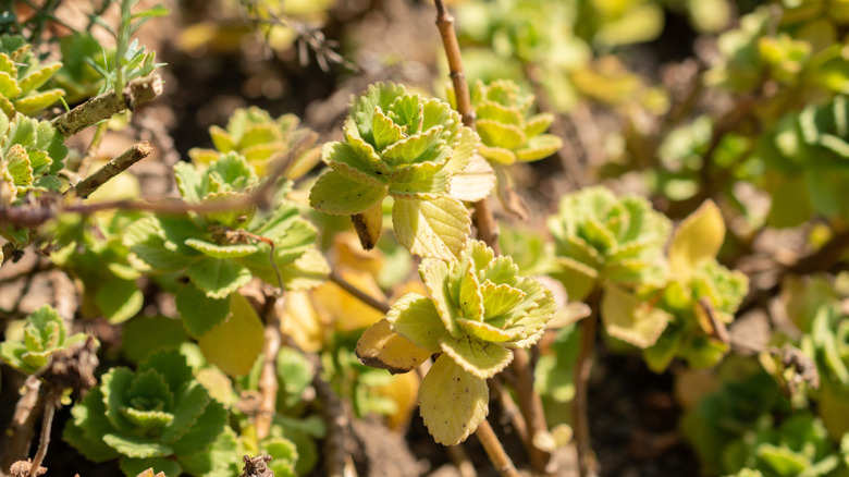 A close-up shot of some branches and leaves for panadol, or Coleus caninus, a ground cover plant.