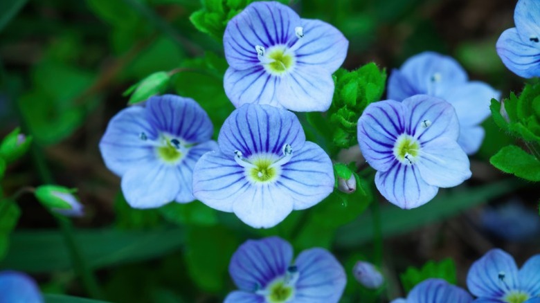 Close up of blue flowers of 'Georgia Blue' speedwell