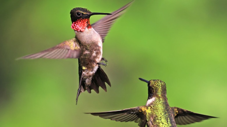 Two hummingbirds flying