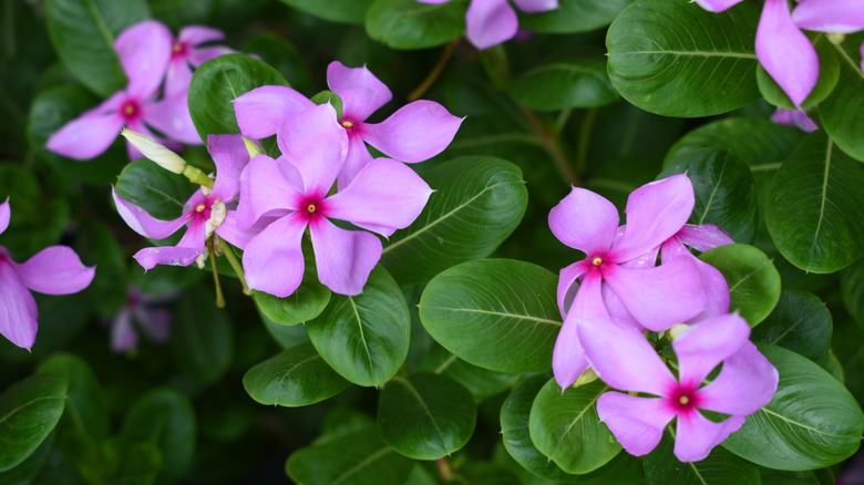 Closeup of Madagascar periwinkle showing pretty pink flowers and glossy dark green leaves