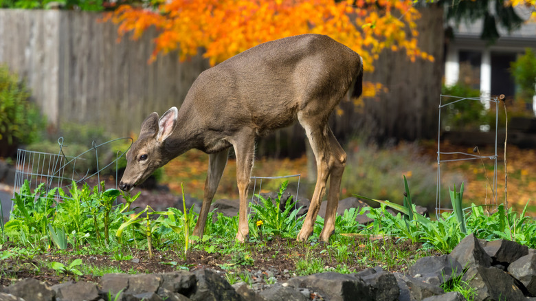 A deer in the garden munching on young green plants