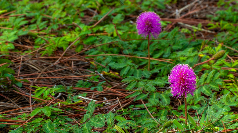 Closeup of powderpuff mimosa showing the delicate leaves and attractive flower puffs