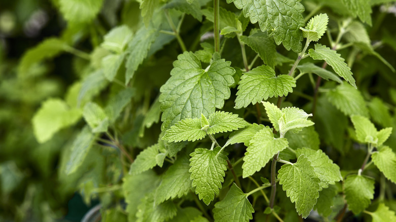 A close-up of the leaves of a catnip plant