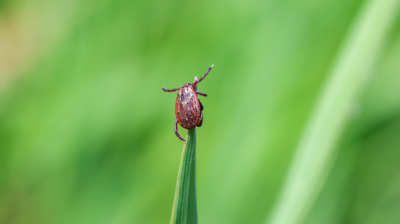 A tick on the tip of a grass blade