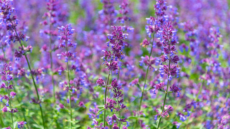 Catnip growing in a field