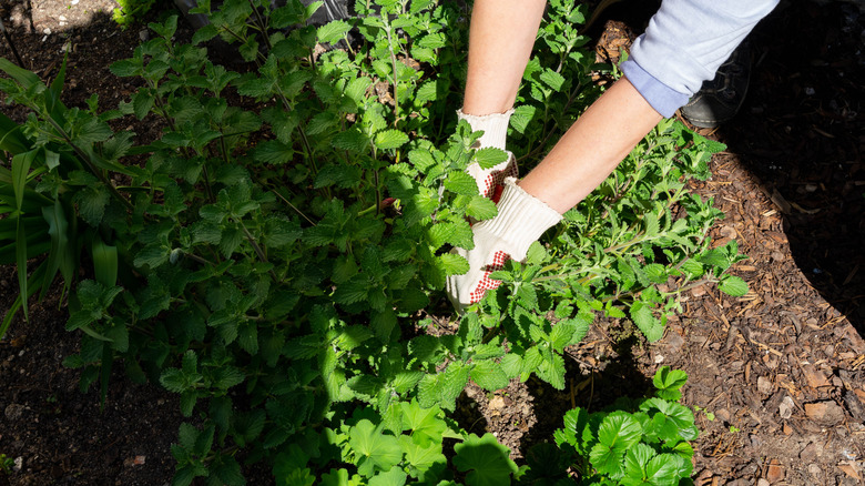 woman pruning a catnip plant in garden