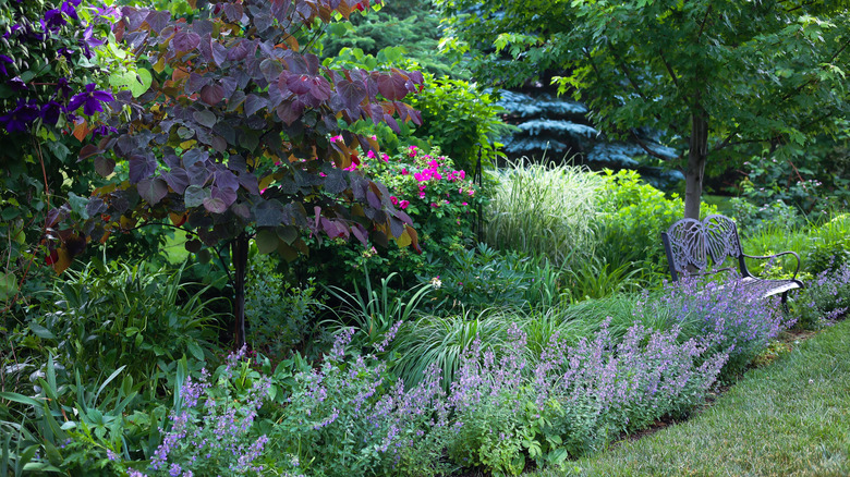 Walker's Low catmint lining the front of a garden bed.