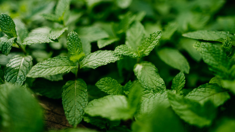 A close-up of mint plants outside