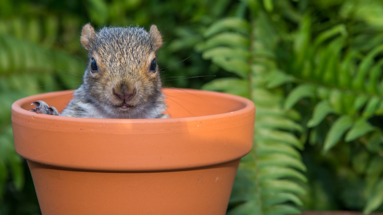A small squirrel peeking out of the top of a garden pot.