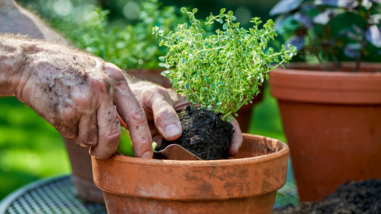 A gardener planting marjoram into a terracotta pot outdoors