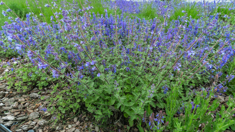Blue spikes of catnip flowers growing from a green plant