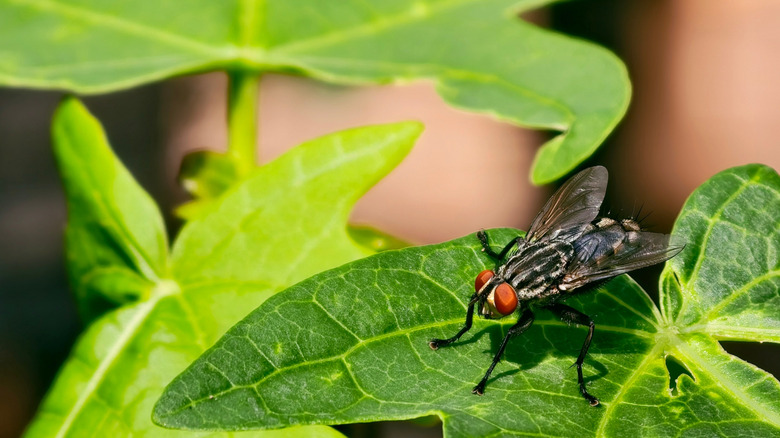 Closeup of a fly on a green leaf