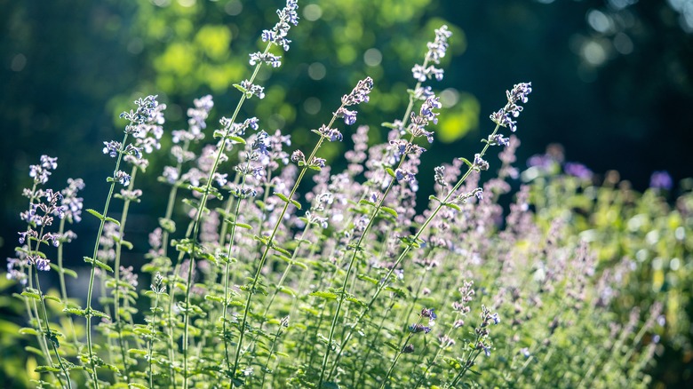 Crop of catnip flowering in a garden
