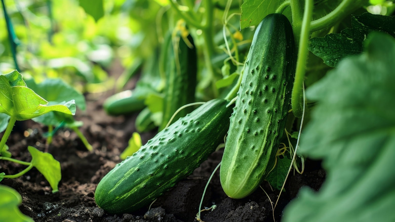 Closeup of garden cucumbers