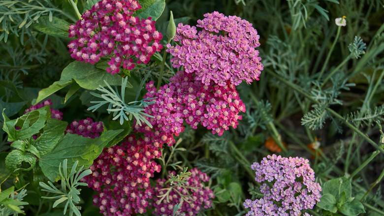 Pink yarrow flowers blooms in a garden