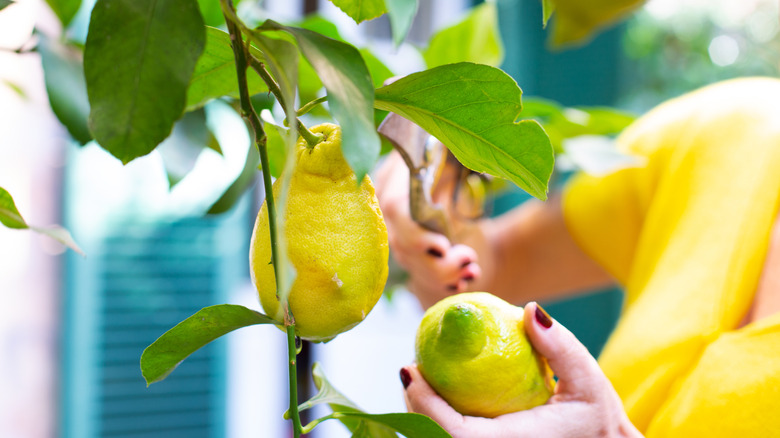 A woman in yellow shirt clipping lemon from tree