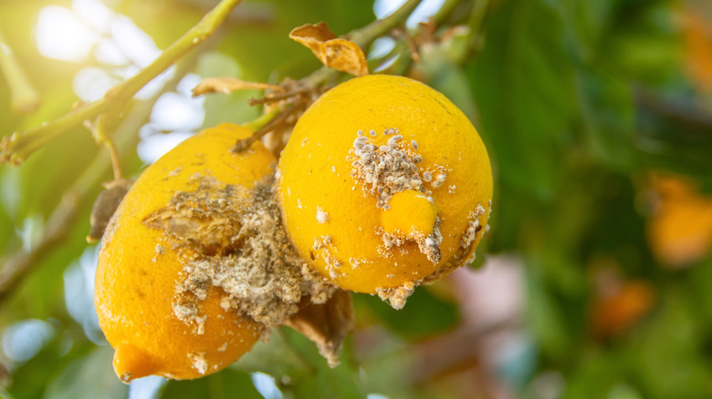 mealybugs on lemons and lemon tree