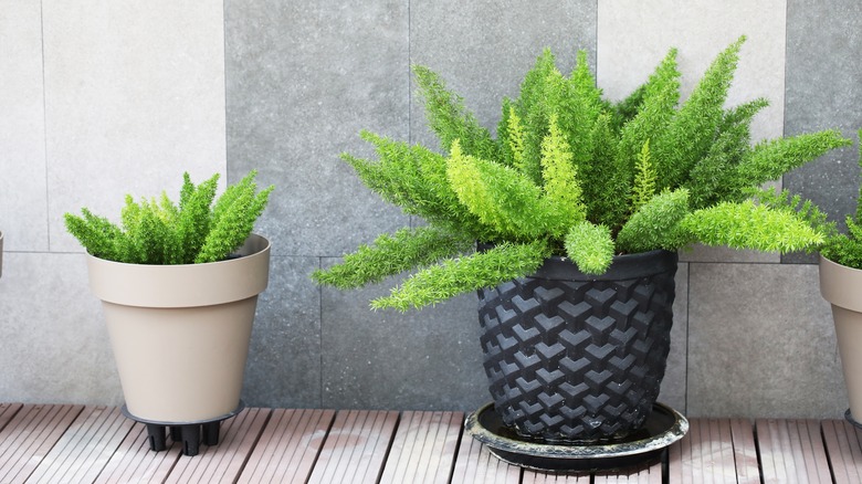 Asparagus fern is planted in an indoor setting.