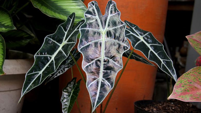 An African mask plant growing in a pot by a wall with several large leaves