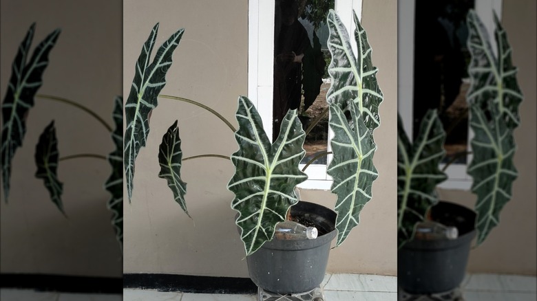 African mask plant growing in a large pot by a tinted window on a tiled floor