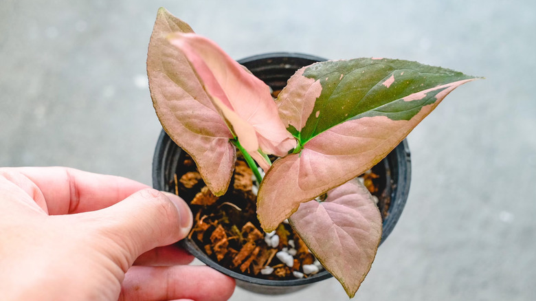 A hand holds the rim of a black plastic pot with a Syngonium Pink Splash planted inside.