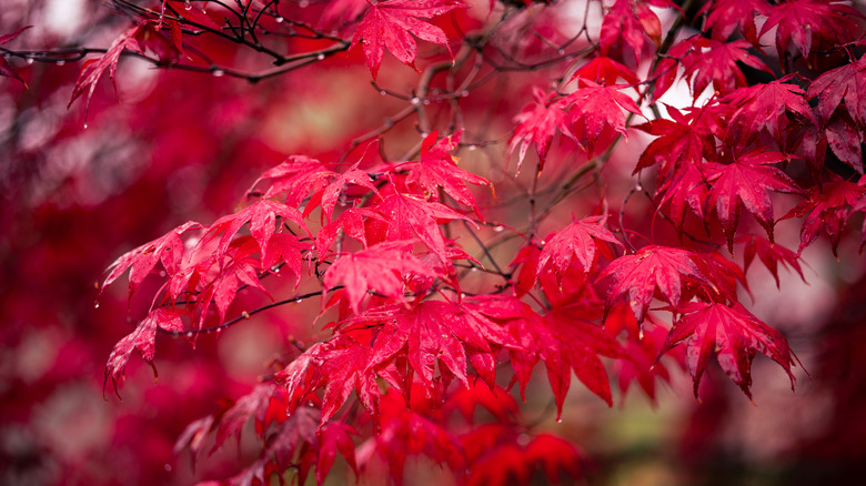 An Osakazuki Japanese maple tree at peak saturation in the fall