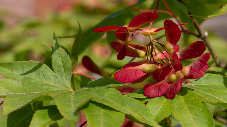 A close-up of an unspecified Japanese maple seed pod