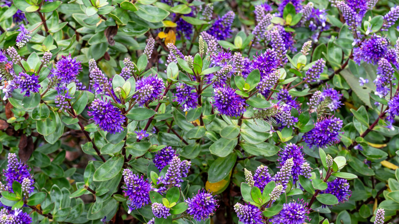 Hebe plants with blue-purple flowers