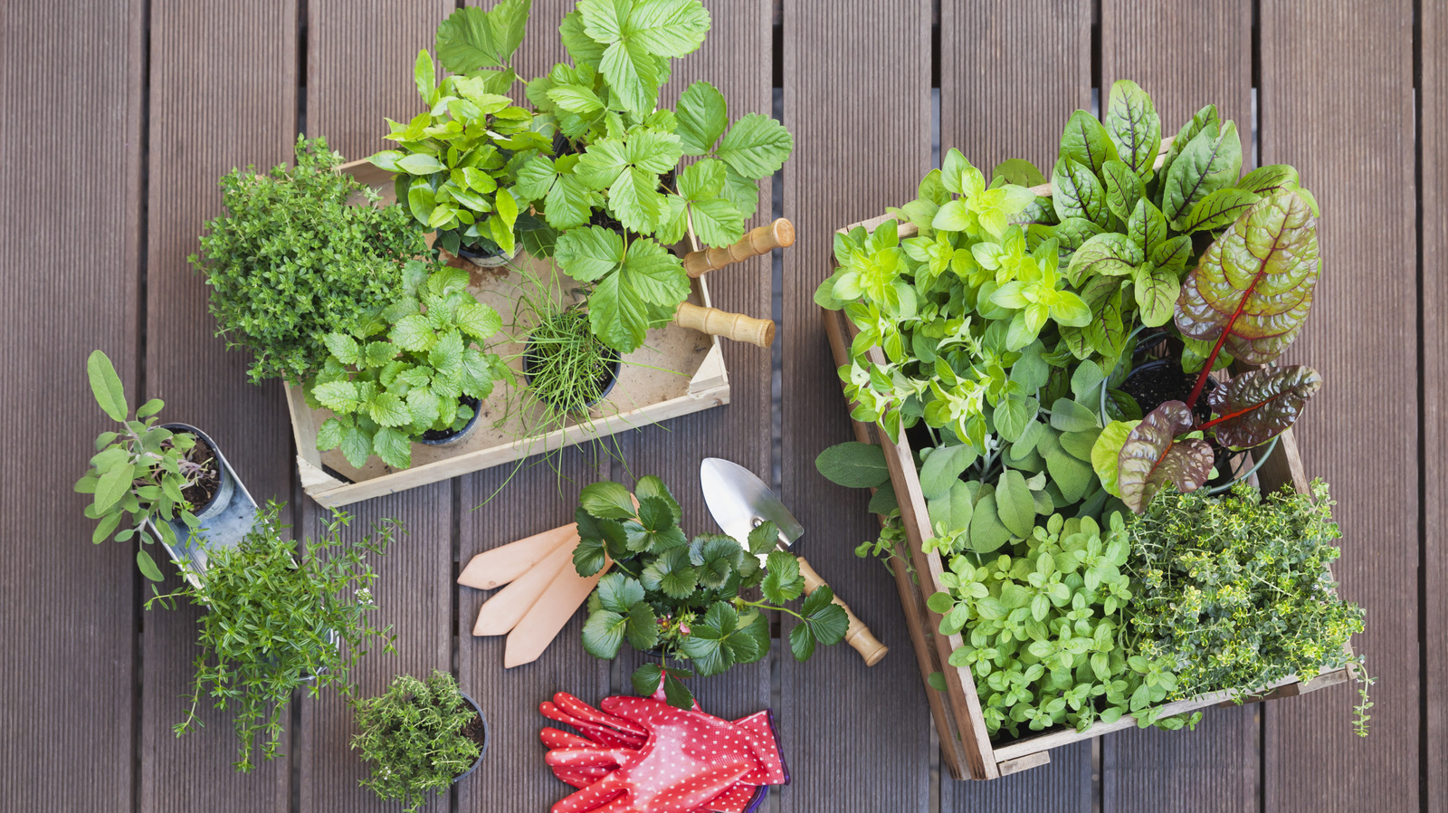 How To Plant Fast-Growing Spinach In Containers For A Swift, Fresh Harvest