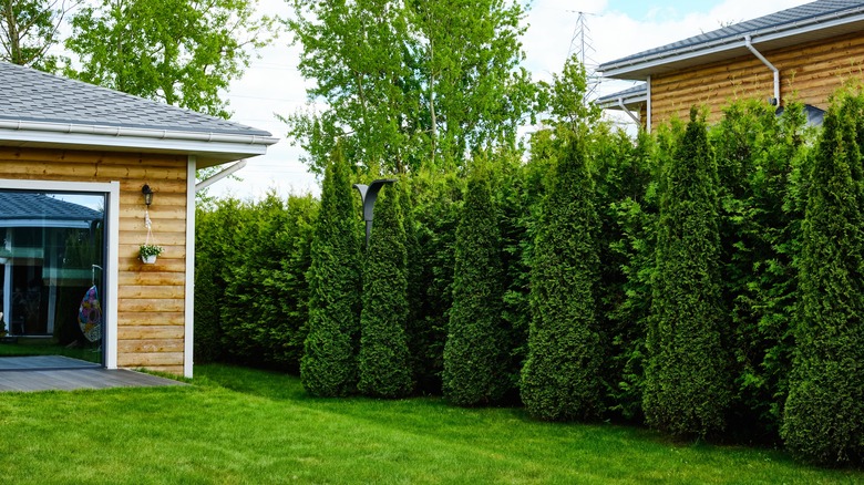 A home's backyard is lined with hedges and a variety of small trees for privacy.
