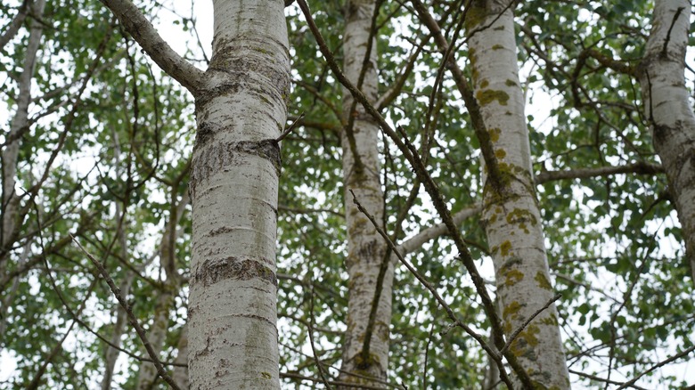 A number of aspen trees grow together with dappled light coming through gaps in their leaves.