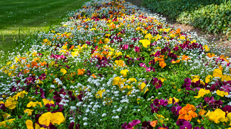 Various colorful flowers growing across the ground amid grass