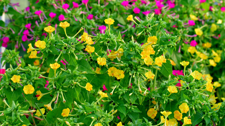 Two colors (magenta and yellow) of small tubular four o'clock flowers bloom on the same plant.