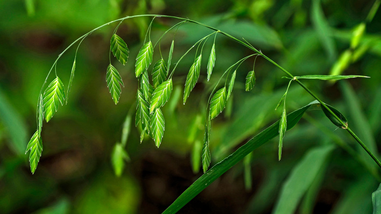 Inland sea oats close up