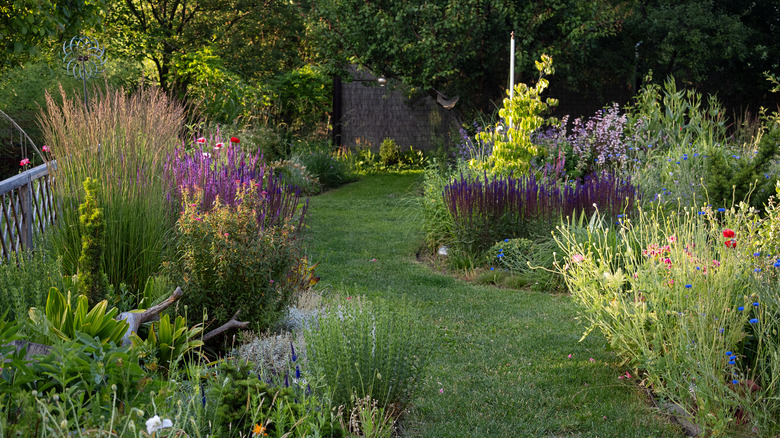 A shady garden with a range of grasses
