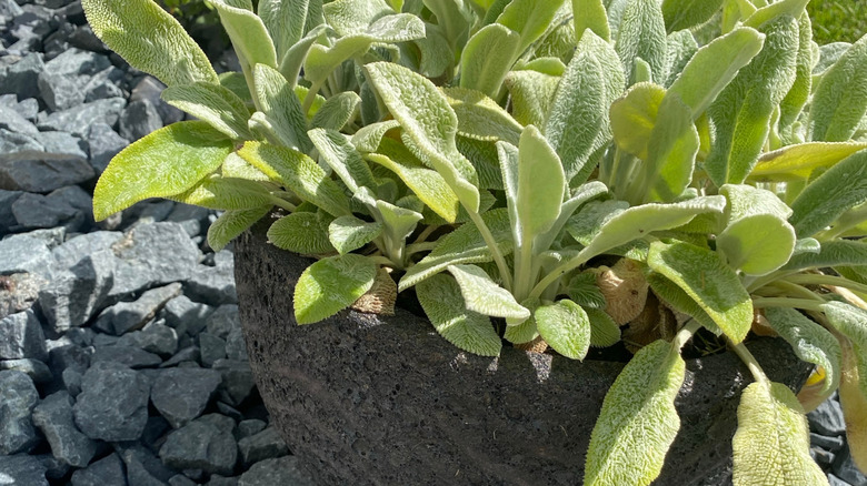 Lamb's ear growing in a concrete pot on a garden bed covered in gravel.