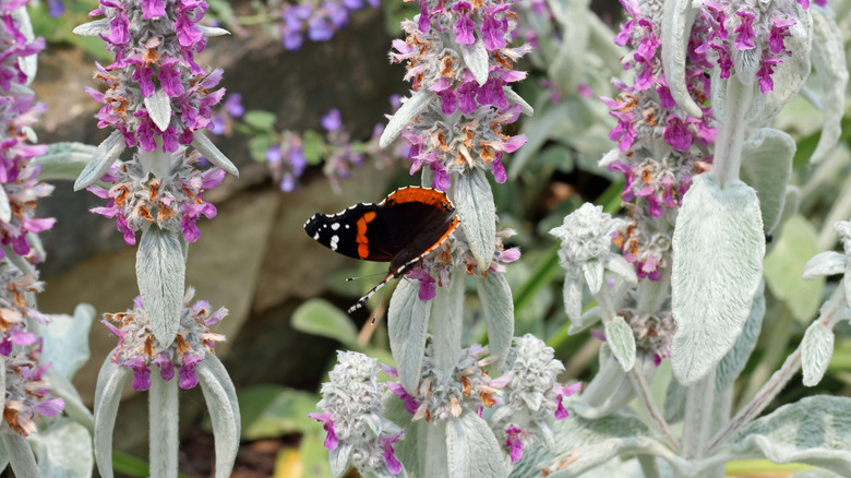 A red admiral butterfly feeds from the flowers of a lamb's ear growing in a garden.