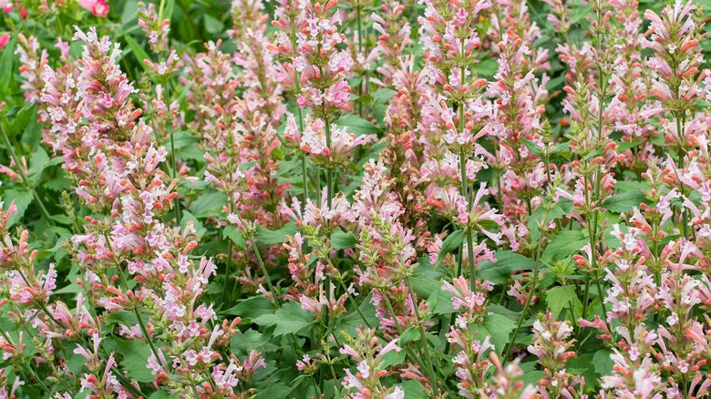 Agastache 'Pink Pearl'  growing in garden with tubular flowers