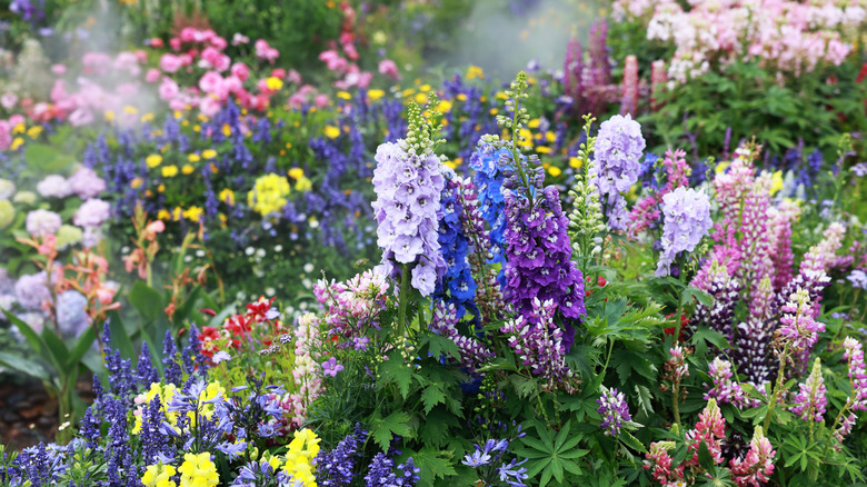 Various flowers growing in garden