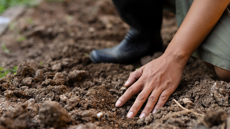 A person checks the soil in a garden