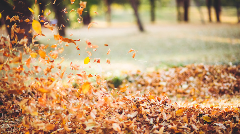 Fall leaves blowing in the wind