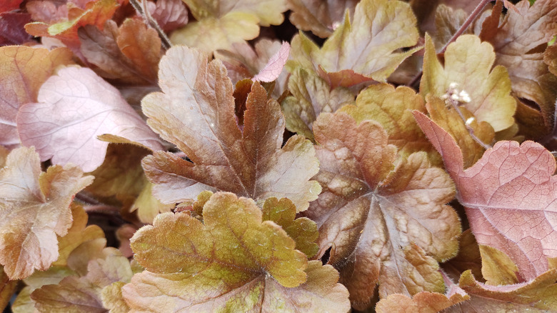 a Buttered Rum heucherella plant in a garden