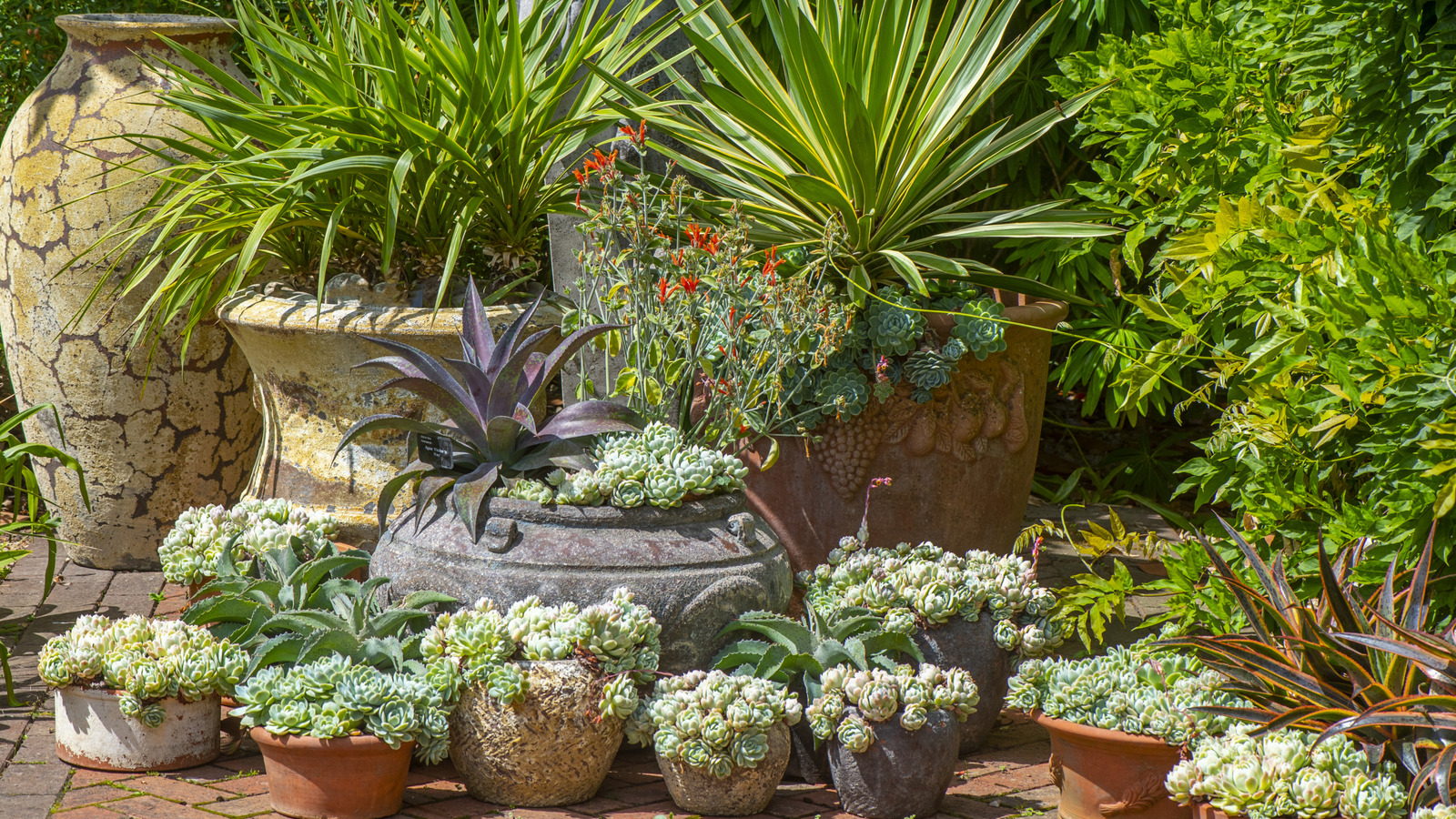 The Fast-Growing Plant That Can Handle The Heat And Makes Any Garden More Unique - House Digest